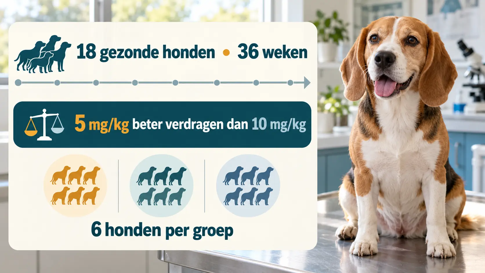 Beagle met infographic over een 36 weken durende vergelijking van twee CBD-doseringen bij achttien gezonde honden