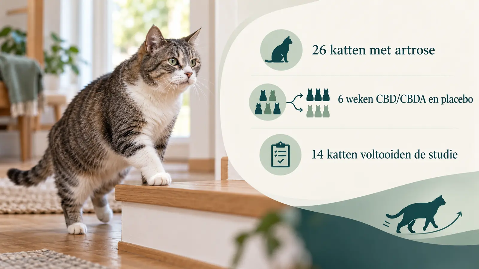 Kat bij een opstapje met infographic: 26 katten met artrose, zes weken CBD/CBDA en placebo, 14 katten voltooiden de studie
