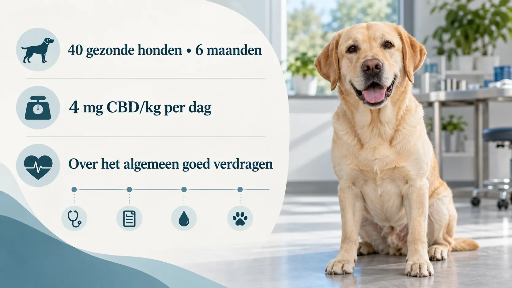 Infographic met een hond: 40 gezonde honden, zes maanden onderzoek en 4 mg CBD per kilogram per dag
