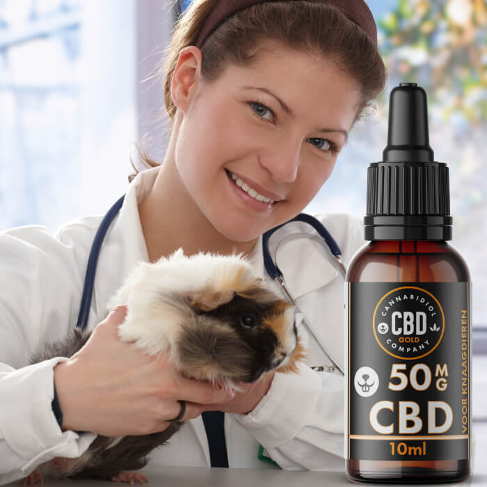 cbd is goed voor de gezondheid van cavia's