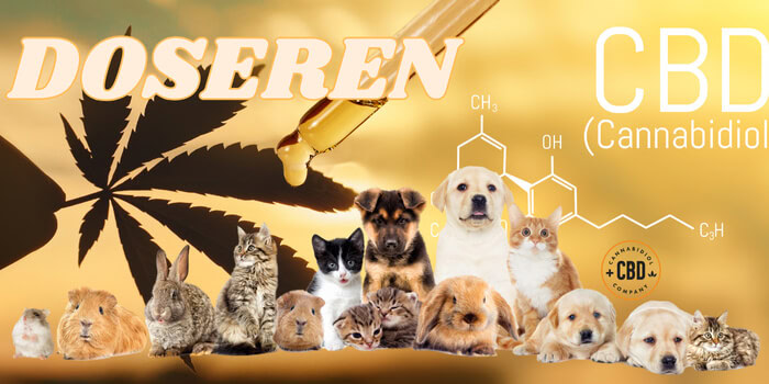 cbd bij dieren gebruiken en doseren 