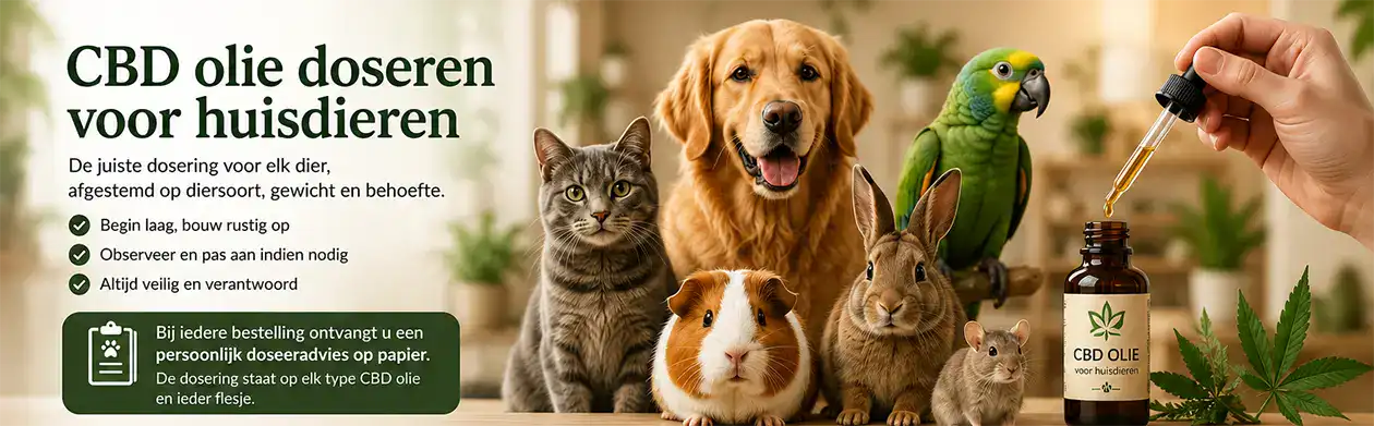 Het gebruik van CBD olie voor huisdieren vraagt om een zorgvuldige dosering. Een hond, kat, vogel of knaagdier heeft niet automatisch dezelfde hoeveelheid CBD nodig. Het juiste product en de juiste opbouw hangen onder meer af van de diersoort, het lichaamsgewicht, de gekozen sterkte en de reden van gebruik. Onze CBD olie is verkrijgbaar voor [&hellip;]
