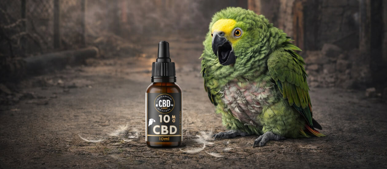 Inhoudsopgave Wat is angst bij Amazone papegaaien? Veelvoorkomende oorzaken van angst Hoe herken je angst bij je Amazone papegaai? Waarom CBD olie bij Amazone angst? Dosering CBD olie bij angstige Amazones Hoe geef je CBD aan een angstige Amazone papegaai? Is CBD veilig voor Amazones? CBD combineren met aanvullende maatregelen Interne links binnen het vogelcluster [&hellip;]