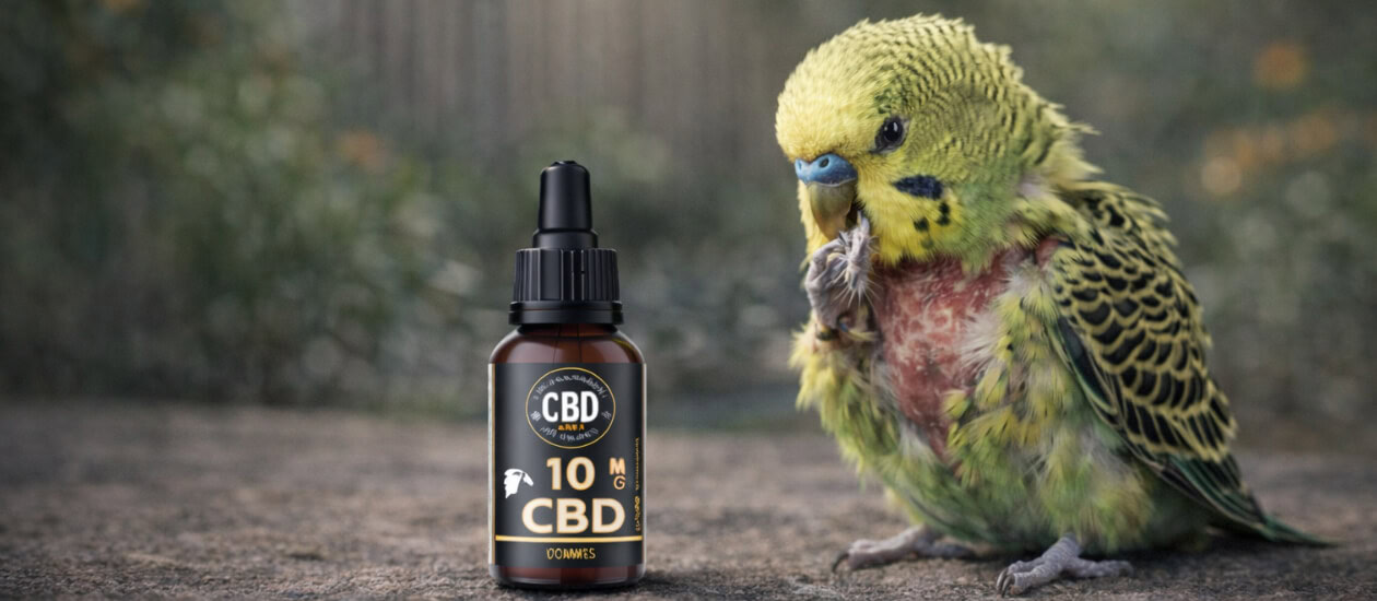 Inhoudsopgave Wat is stress bij grasparkieten? Veelvoorkomende oorzaken van stress bij grasparkieten Hoe herken je stress bij je grasparkiet? Waarom CBD olie bij grasparkiet stress? Dosering CBD olie bij gestreste grasparkieten Hoe geef je CBD olie aan je grasparkiet? Is CBD olie veilig voor grasparkieten? CBD olie én aanvullende maatregelen Interne links binnen het vogelcluster [&hellip;]