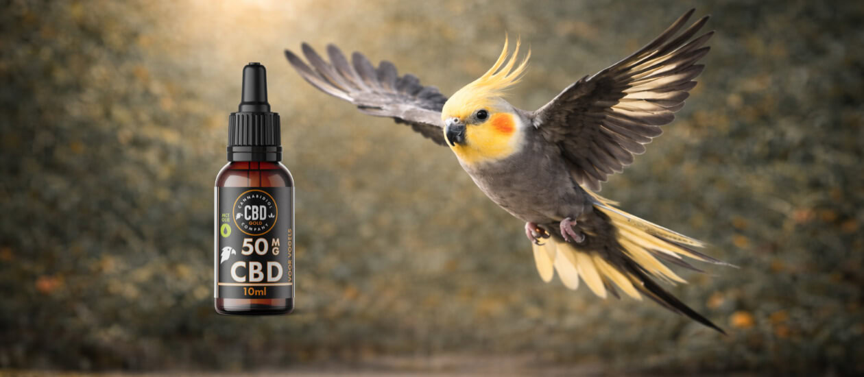 Inhoudsopgave Waarom dosering bij valkparkieten belangrijk is Factoren die de juiste dosering bepalen Algemene richtlijn in mg CBD per kilo lichaamsgewicht Tabel: richtlijn dosering CBD olie valkparkiet Van milligram naar druppels – zo reken je om Praktische rekenvoorbeelden Hoe vaak per dag geef je CBD olie? Dosering opbouwen en afbouwen Veelgemaakte fouten bij dosering Veelgestelde [&hellip;]