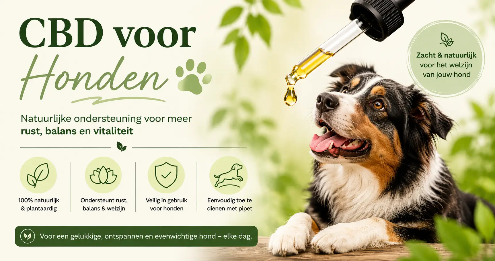 Hond die ontspannen ligt na gebruik van CBD olie