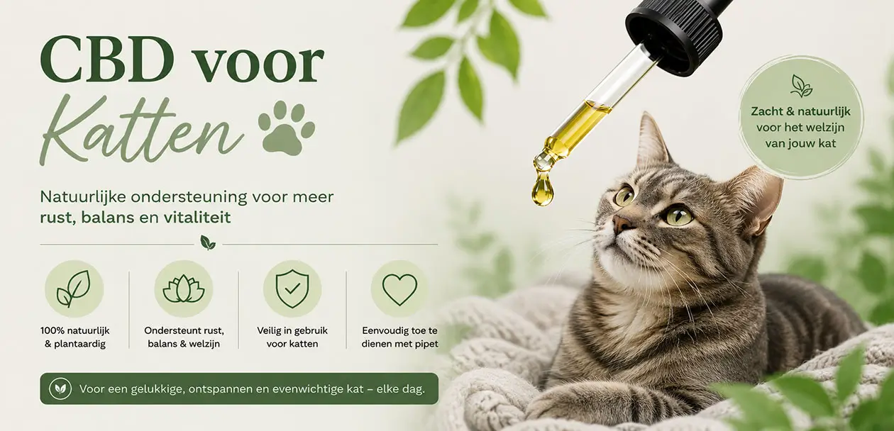 CBD olie voor katten – biologisch & veilig