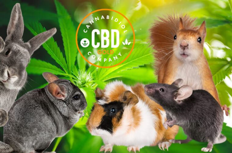 Speciale CBD voor knaagdieren waaronder cavia, konijn, rat en eekhoorn