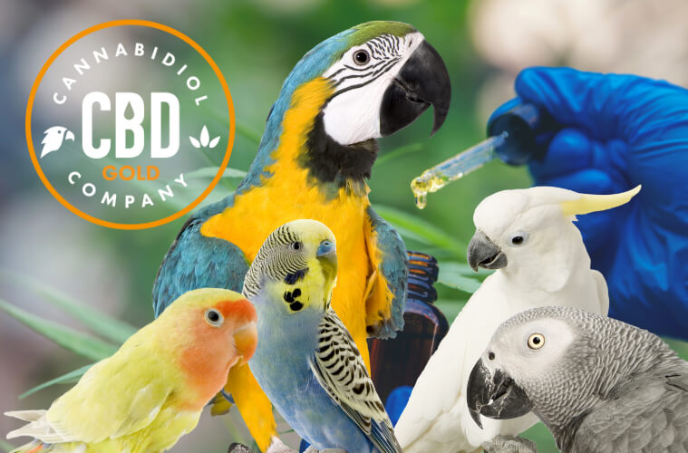 Vogels die speciale cbd olie krijgen toegediend via een pipet uit een 10ml flesje.