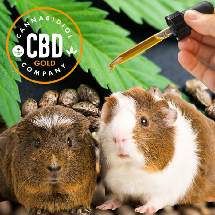 speciale cbd voor de cavia