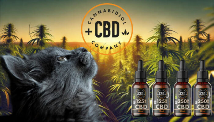 cbd olie voor een gezonde kat