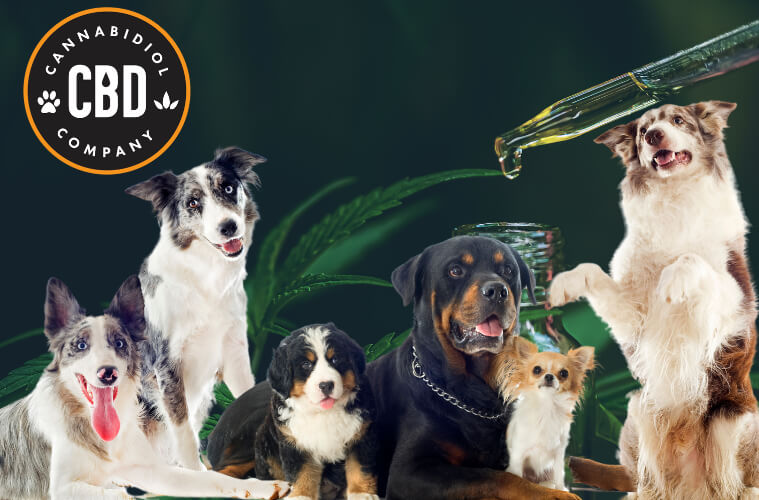 Groep honden die cbd olie krijgen