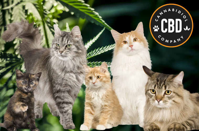 CBD voor katten, vrij van flavonoïden en terpenen