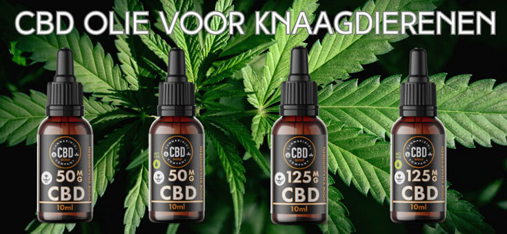 De beste cbd olie speciaal gemaakt voor knaagdieren