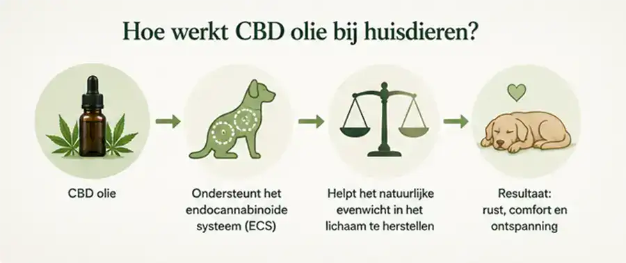 Hoe CBD olie bij huisdieren werkt